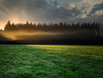 Foret Matin Brume