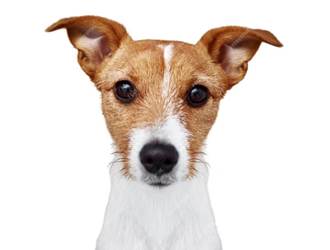 Chien