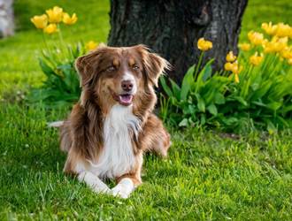 Chien