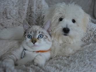 dog-2822939_1280