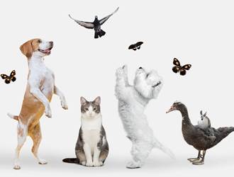 groupe-animaux-mignons-fond-blanc