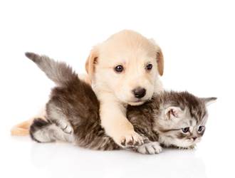 cohabitation_chien_chat