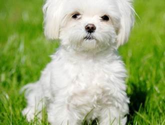 bichon-maltais-095643
