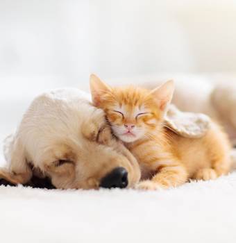 animaux de compagnie