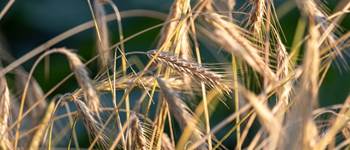Rencontre avec la filière bio
