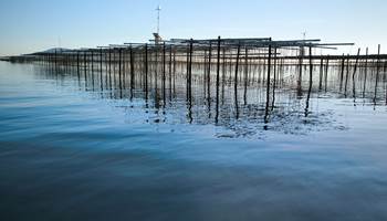 Table ostreicole-photo-news