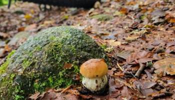 -news