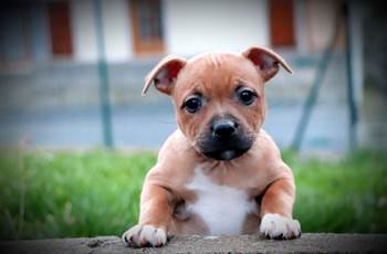 CHIEN