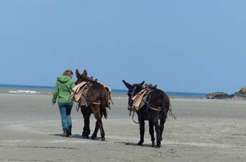 plage-vers-beliard-ânes