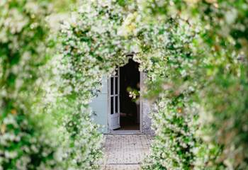 Rosier  envoûtant sous pergolas en fer forgé