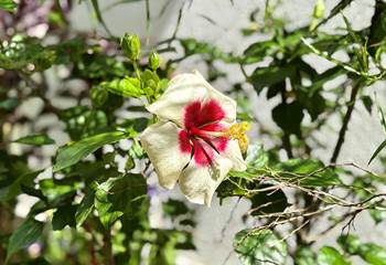 Hibiscus du jardin !
