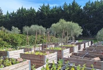 permaculture légumes du domaine certifié Bio Veritas FR 10