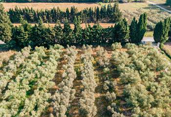 domaine oléicole certifié Bio VERITAS FR 10