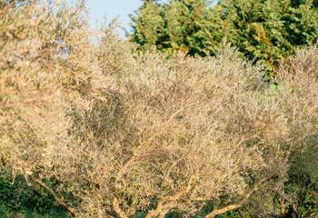 domaine oléicole certifié Bio VERITAS FR 10