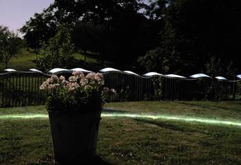 la lumière sur le perlargonium