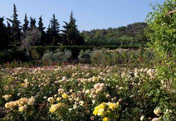jardin-roseraie
