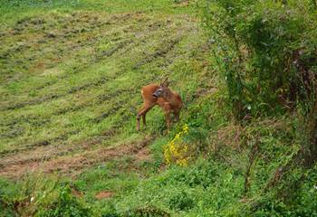 chevreuil dans le jardin