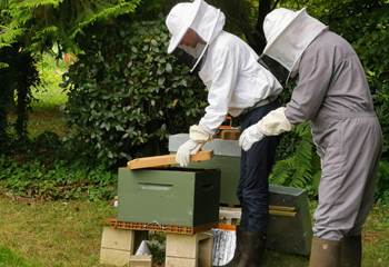 La  ruche Moulin de La Retardière
