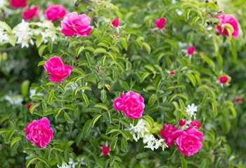 Roseraie du mas des figues