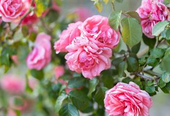 Roseraie du mas des figues