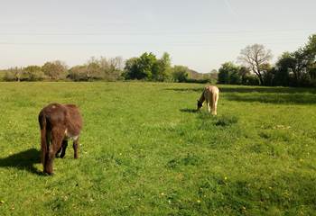 Pédro et Mirabelle, les voisins des chambres d'hôte  du Moulin de la Retardière à Orvault