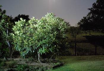 le héron dans la nuit