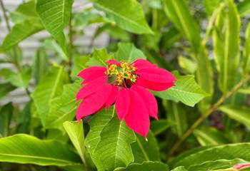 Poinsettia du jardin !