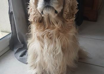 Chien