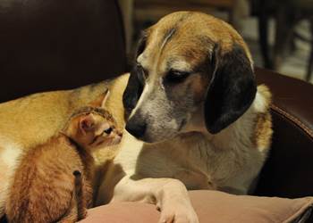 Chiens et chats acceptés