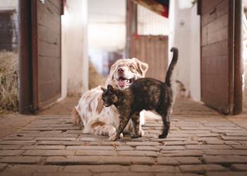 dog-5883275_1280