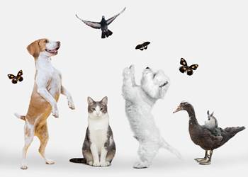 groupe-animaux-mignons-fond-blanc