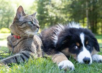 Animaux