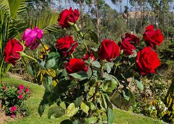 Ramo de 12 Rosas
