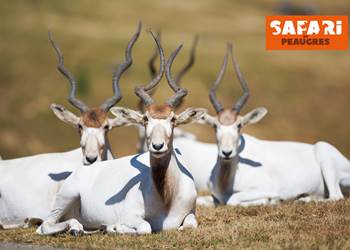 Addax-animaux