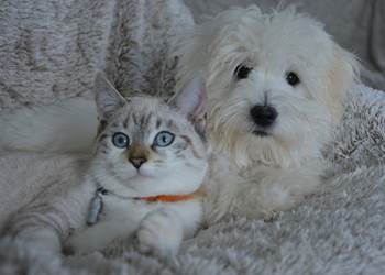 dog-2822939_1280