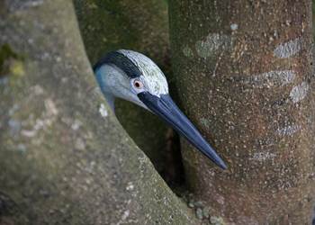 L'Heure Bleue•2020-07-10_Pidz-58•WEB