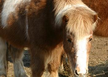 Découverte poney