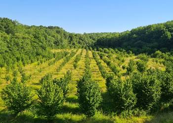 Verger bio de noisetiers