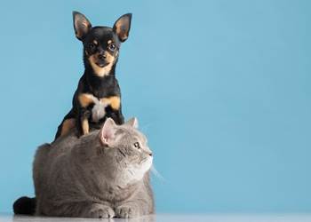 beau-portrait-animal-familier-petit-chien-chat_23-2149218509