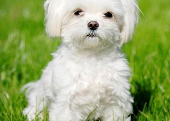 bichon-maltais-095643