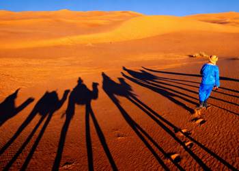 Ombre des dromadaires dans les dunes