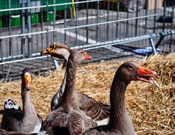OIES DU PERIGORD/CANARDS/SARLAT/FOIE GRAS
