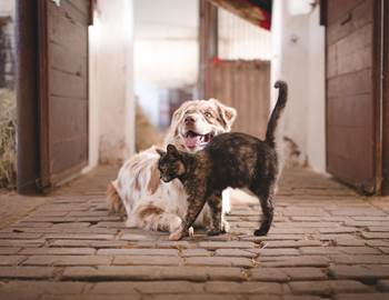 dog-5883275_1280