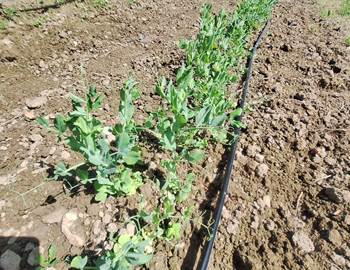 Paysage naturel des Alpilles autour de Saint-Rémy-de-Provence au fil des saisons
