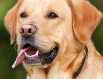 chien