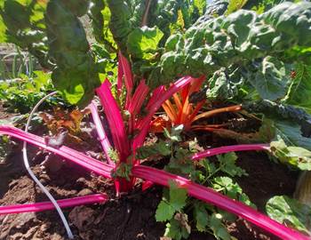 Diversité de plants potagers biologiques cultivés sans pesticides dans les Alpilles en Provence