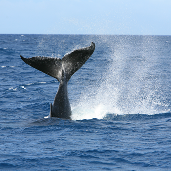 baleine