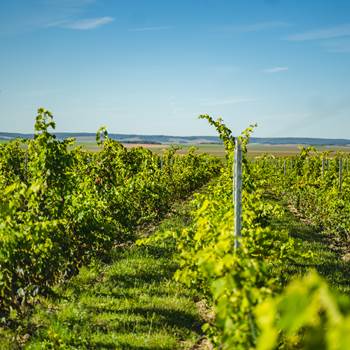 DOMAINE D'APRONIE