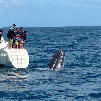 Sortie BALEINE avec Dalocean - Position de l'espion