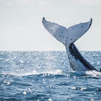 observation baleines avec Dalocean